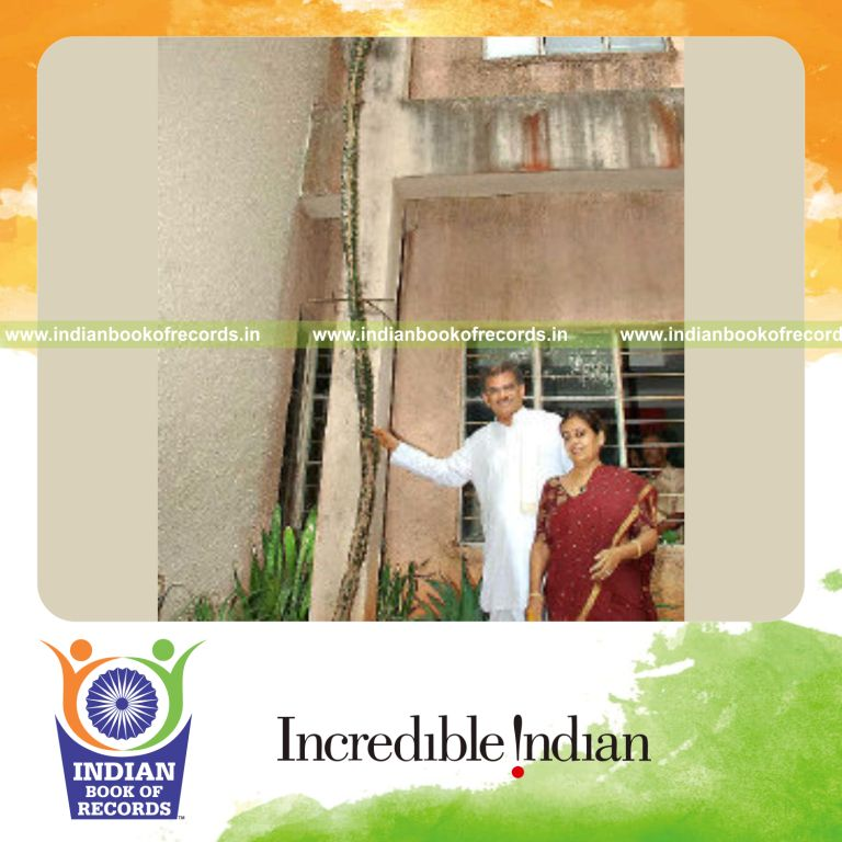 long cactus plant displayed for record recognition in Indian Book of Records