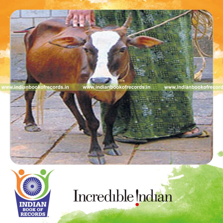 small cow recognized for record achievement in Indian Book of Records